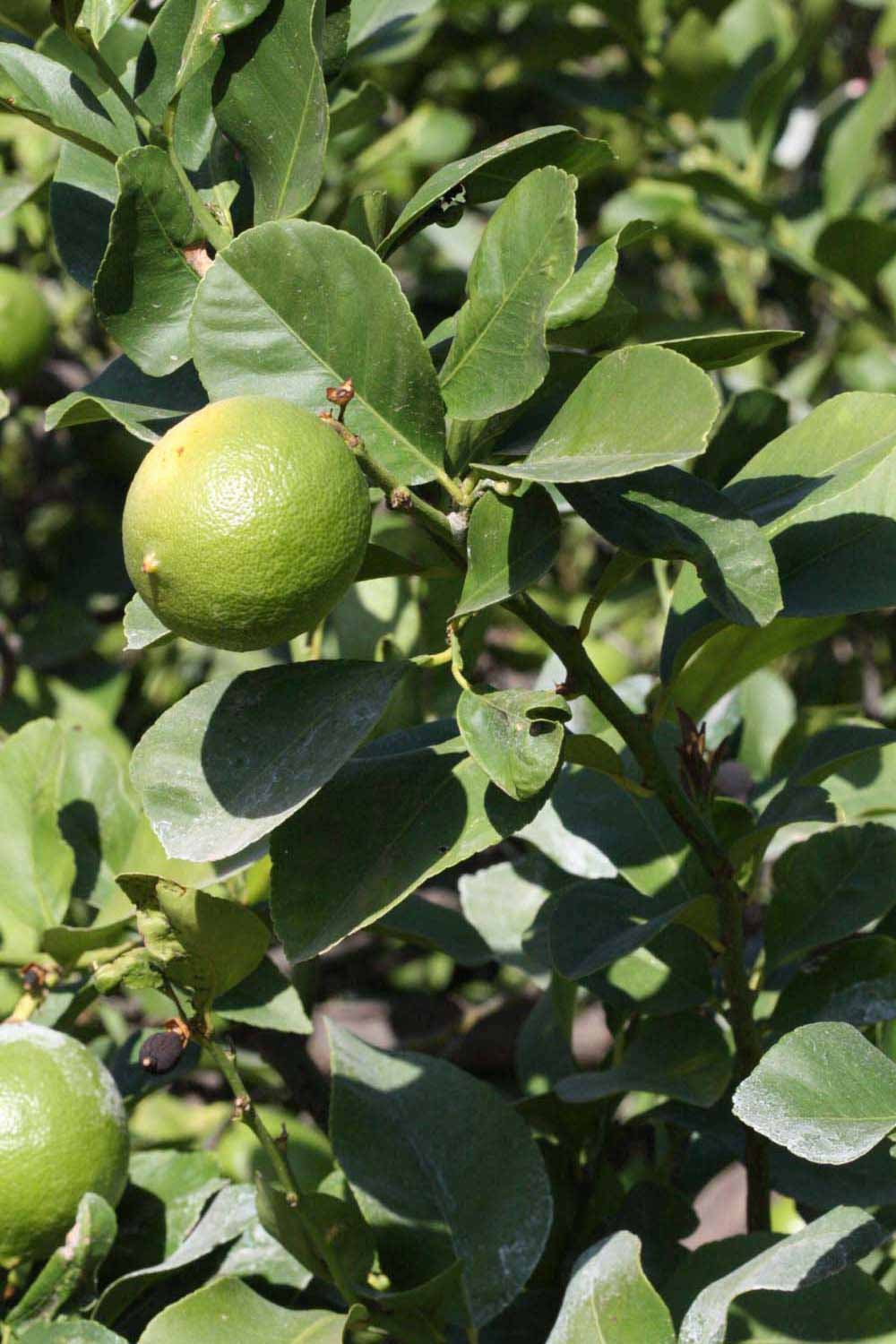              Sun leaves (Riverside, CA)       